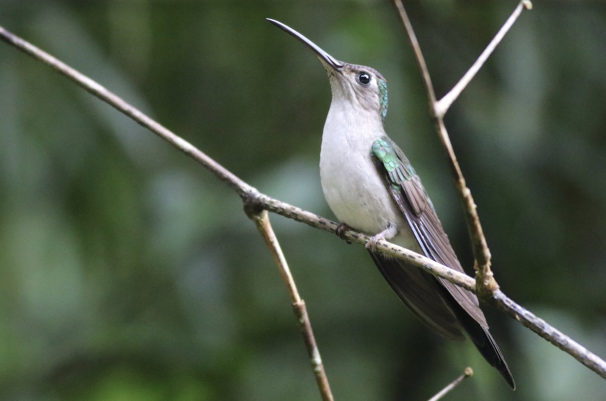 Colibrí Tuxtleño - ML242467111