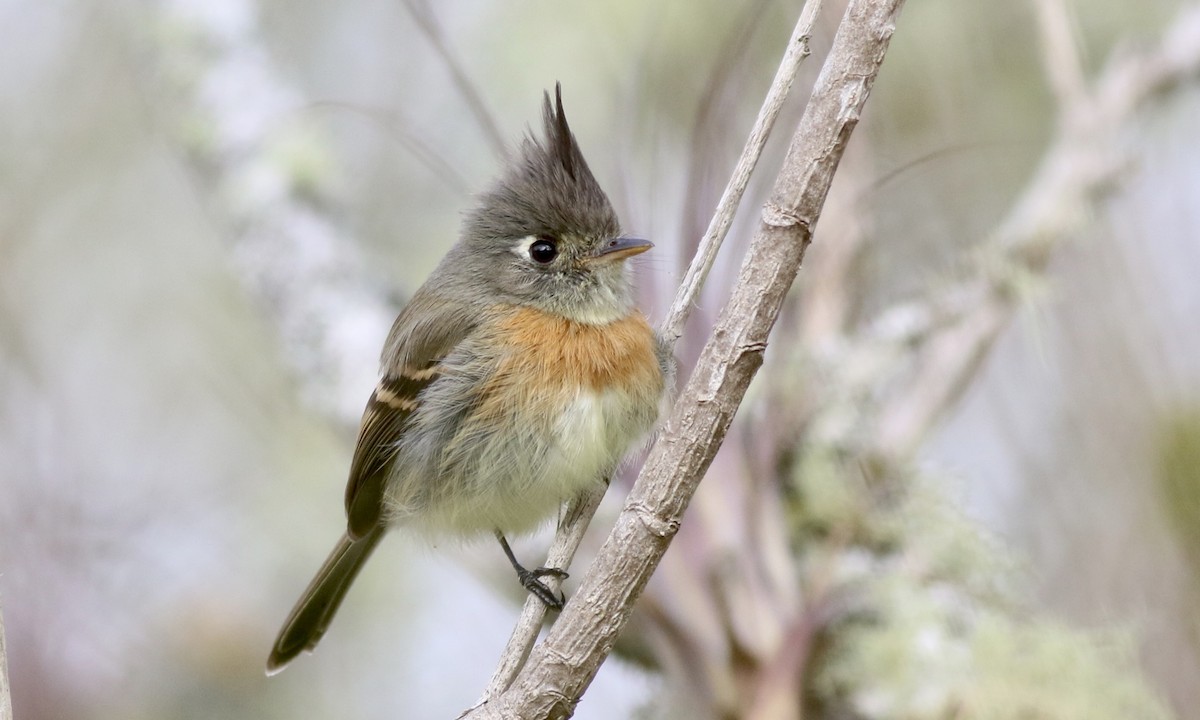 Belted Flycatcher - Eric Antonio Martinez