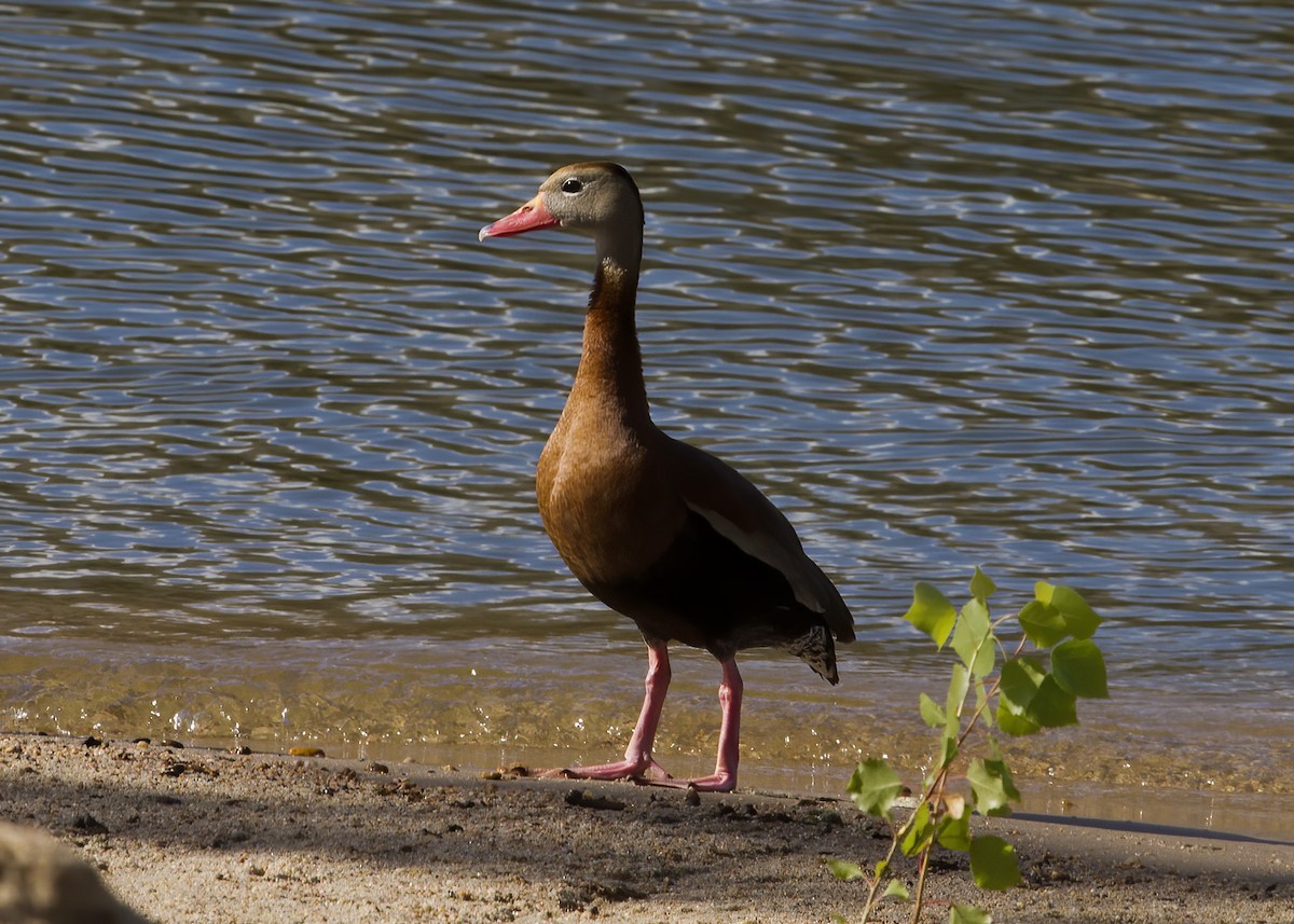 Black-bellied Whistling-Duck - Mary Clausen
