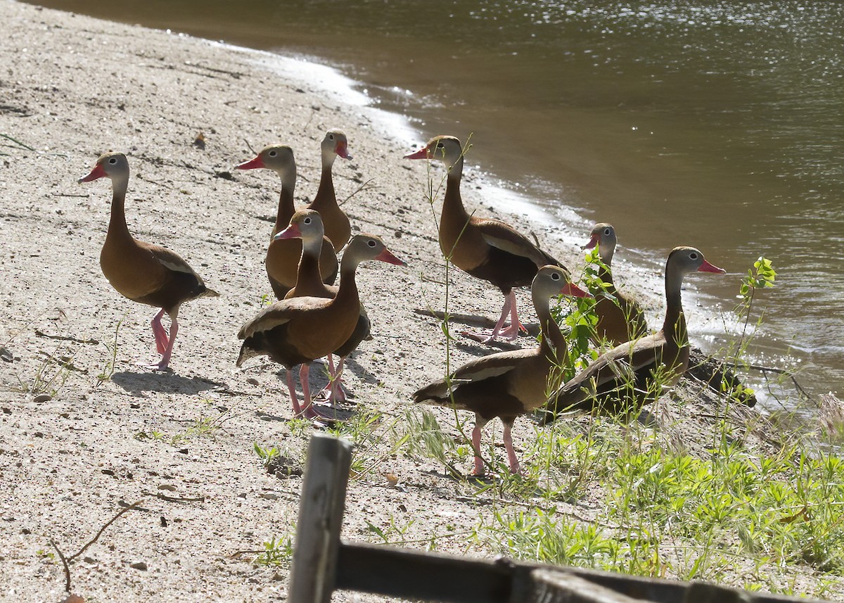 Black-bellied Whistling-Duck - Mary Clausen