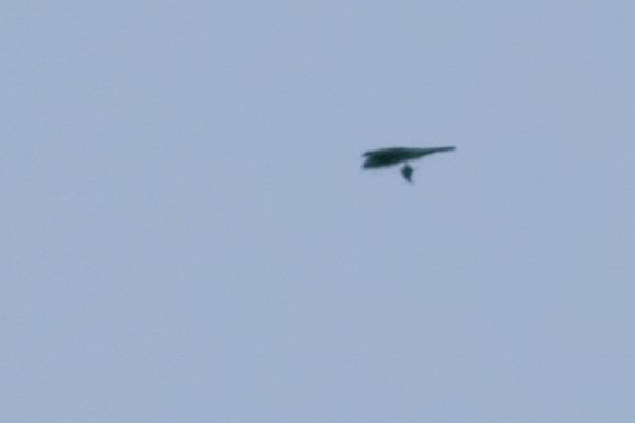 Azor/Gavilán sp.  (Accipiter sp.) - ML242468331