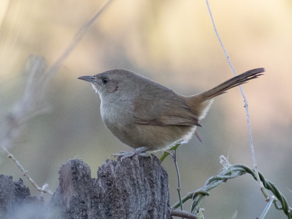 コアレチカマドドリ - ML242468451