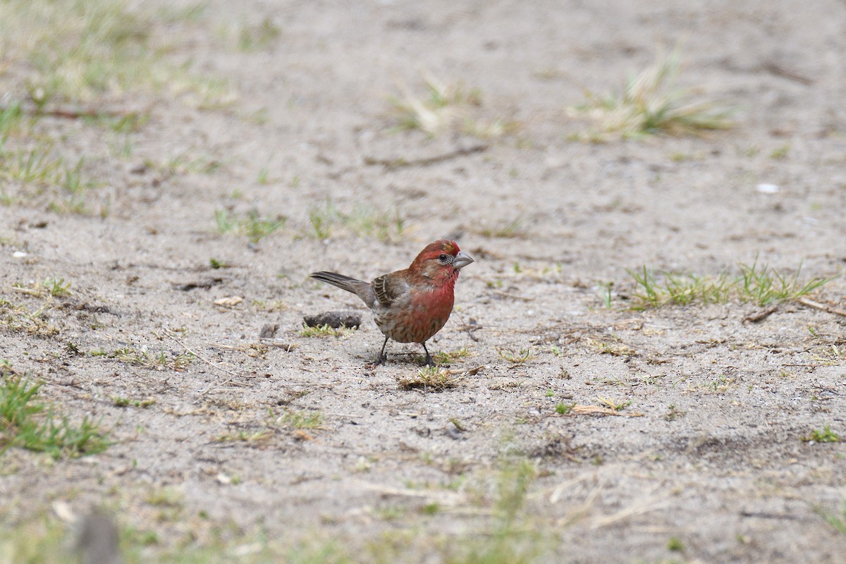 メキシコマシコ - ML242469001