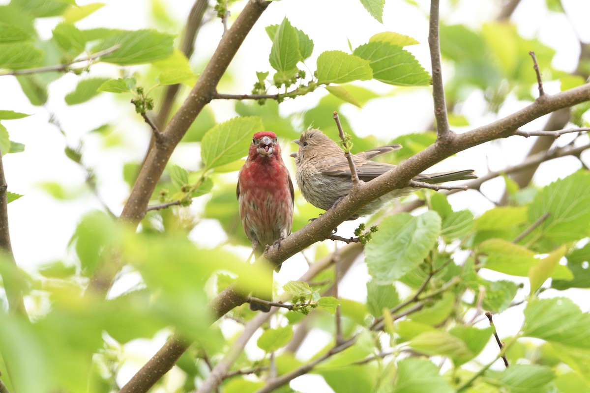 メキシコマシコ - ML242469021