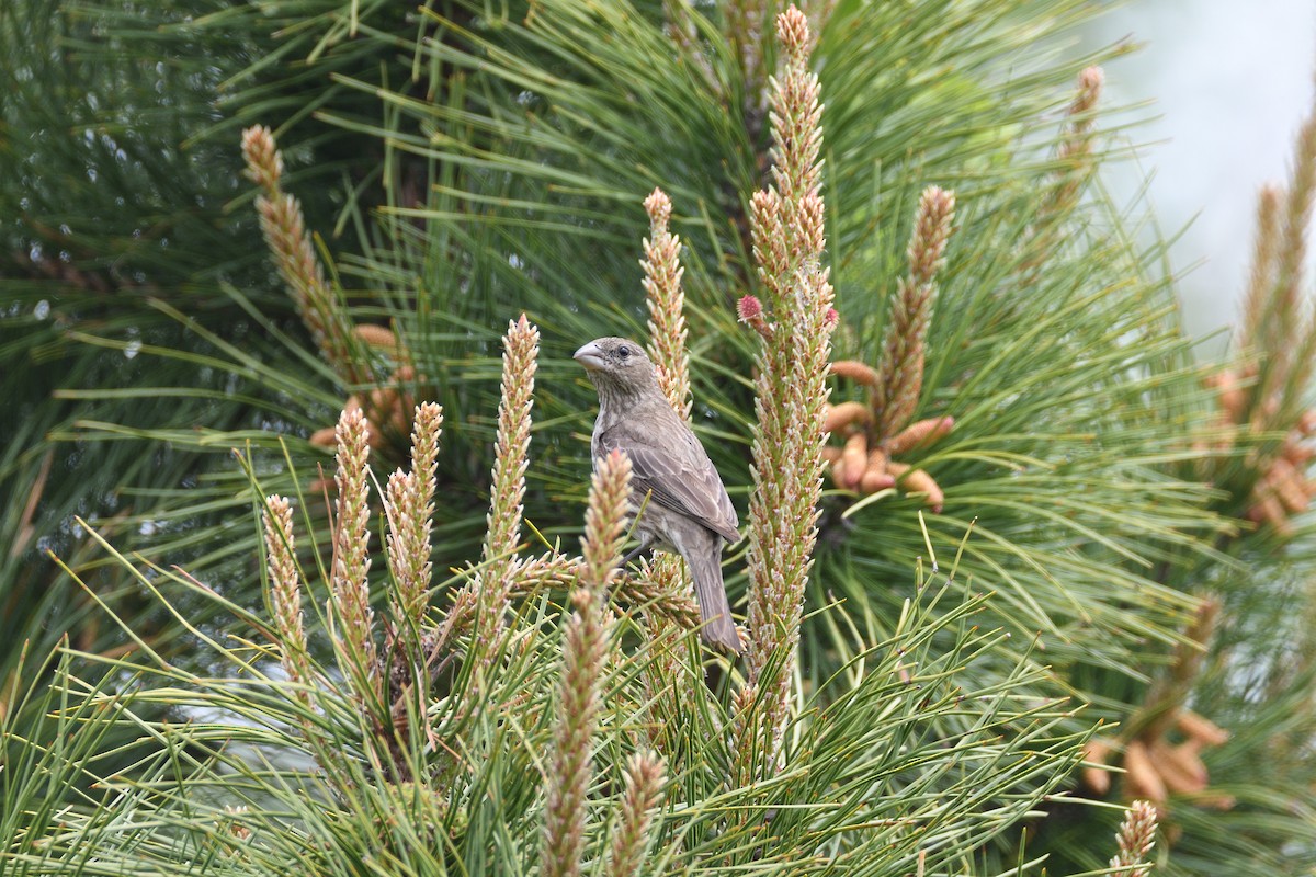 メキシコマシコ - ML242469031