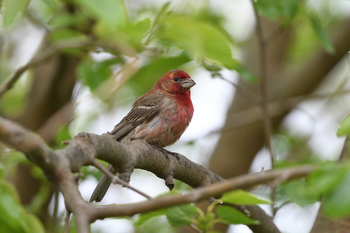 メキシコマシコ - ML242469041