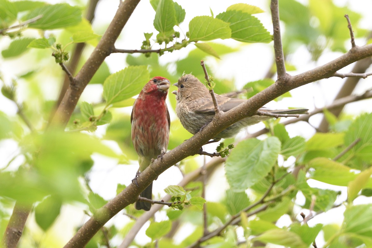 メキシコマシコ - ML242469051