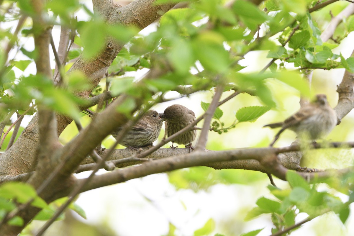 メキシコマシコ - ML242469071