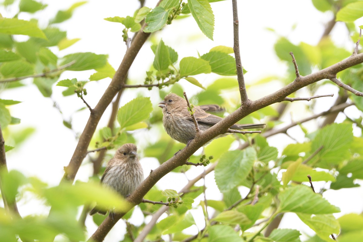 メキシコマシコ - ML242469081