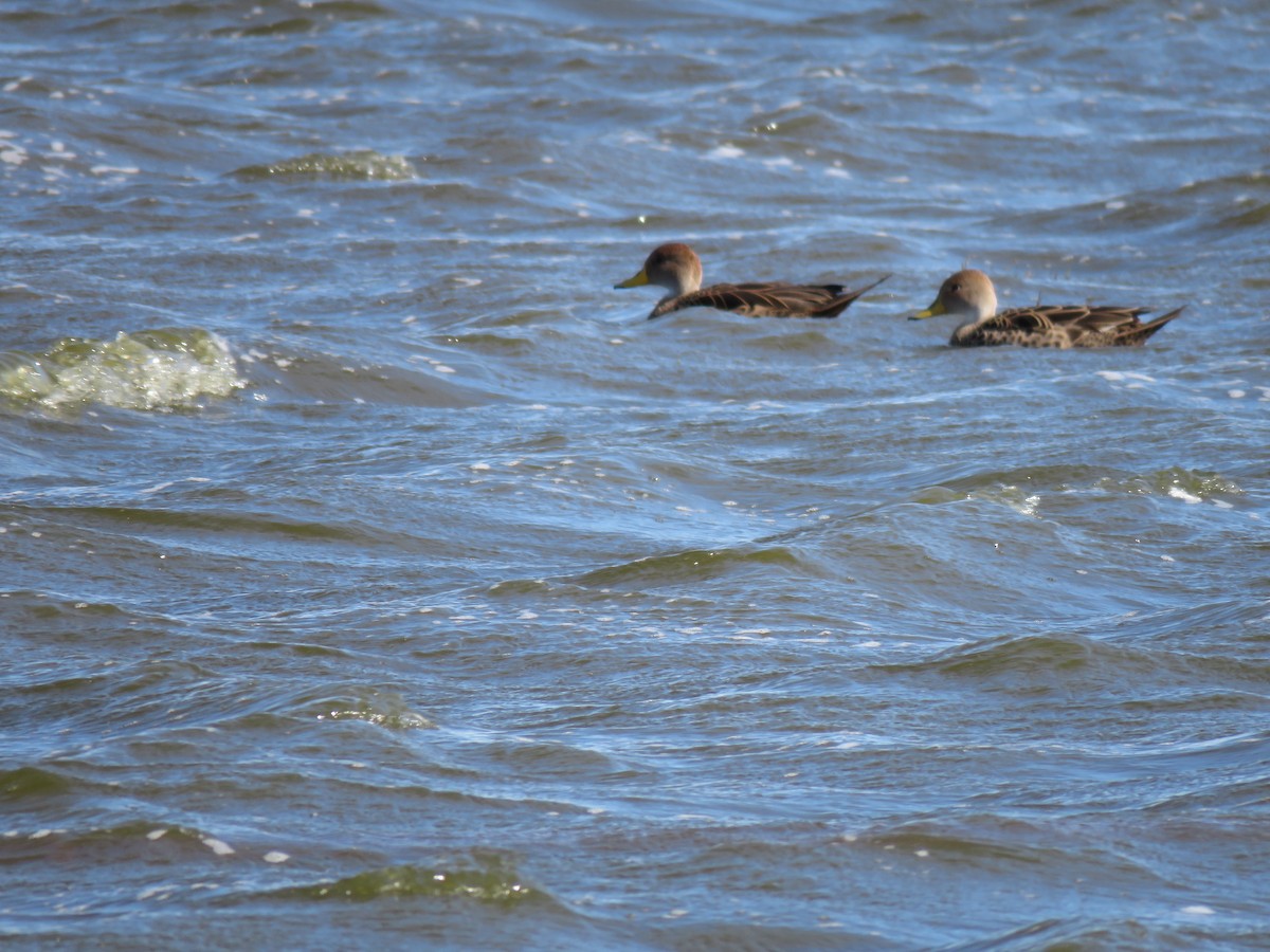 Yellow-billed Pintail - ML242470571