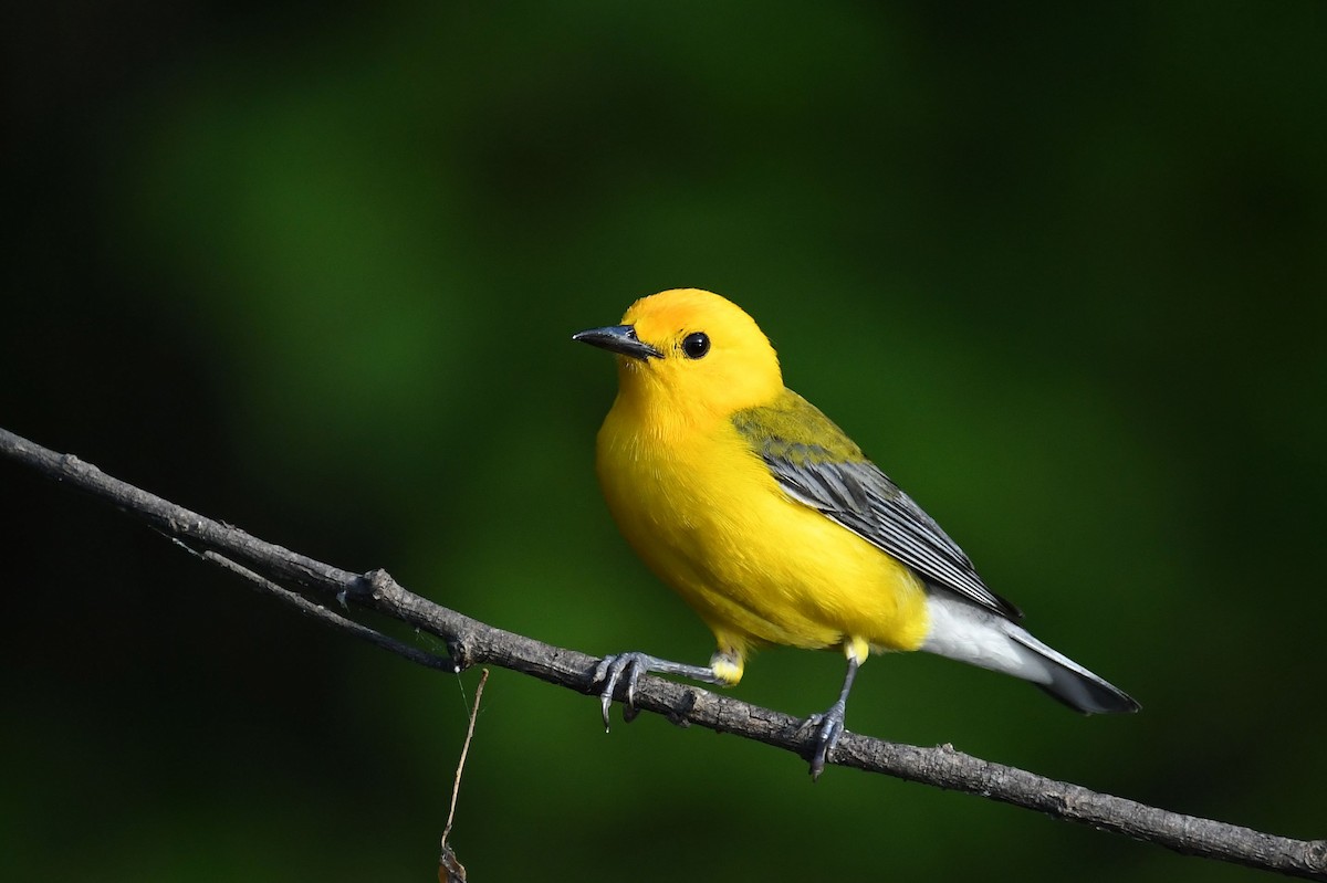 Prothonotary Warbler - ML242471431
