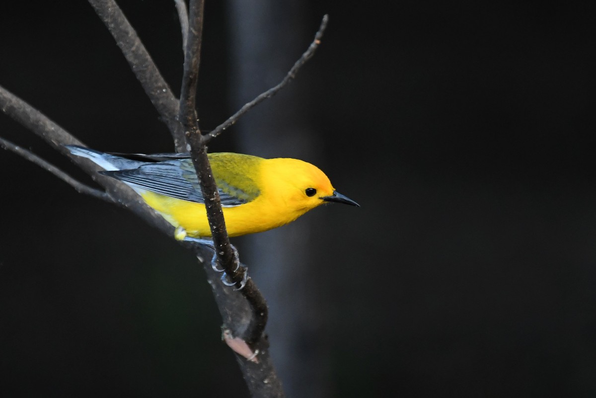 Prothonotary Warbler - ML242471451