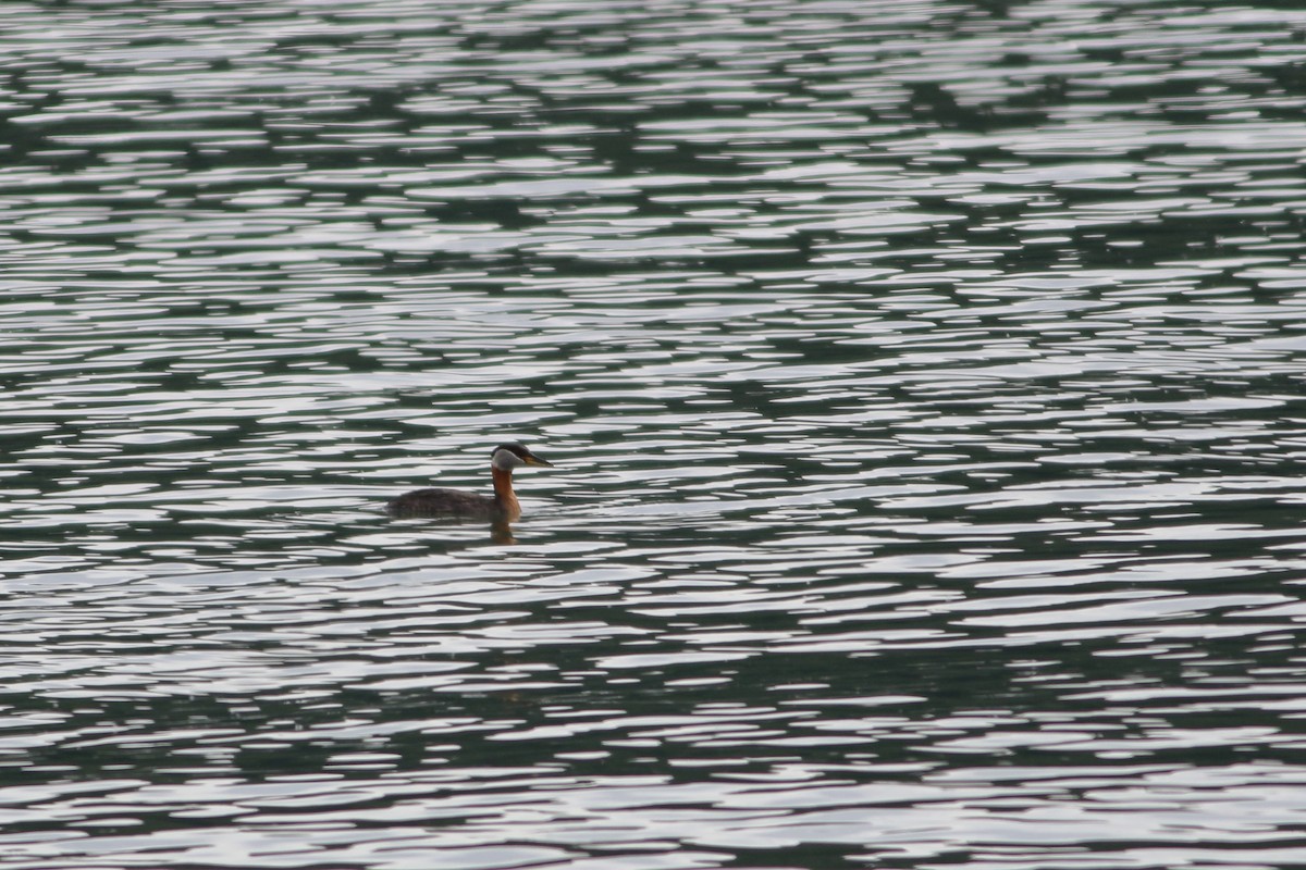 Red-necked Grebe - ML242471561