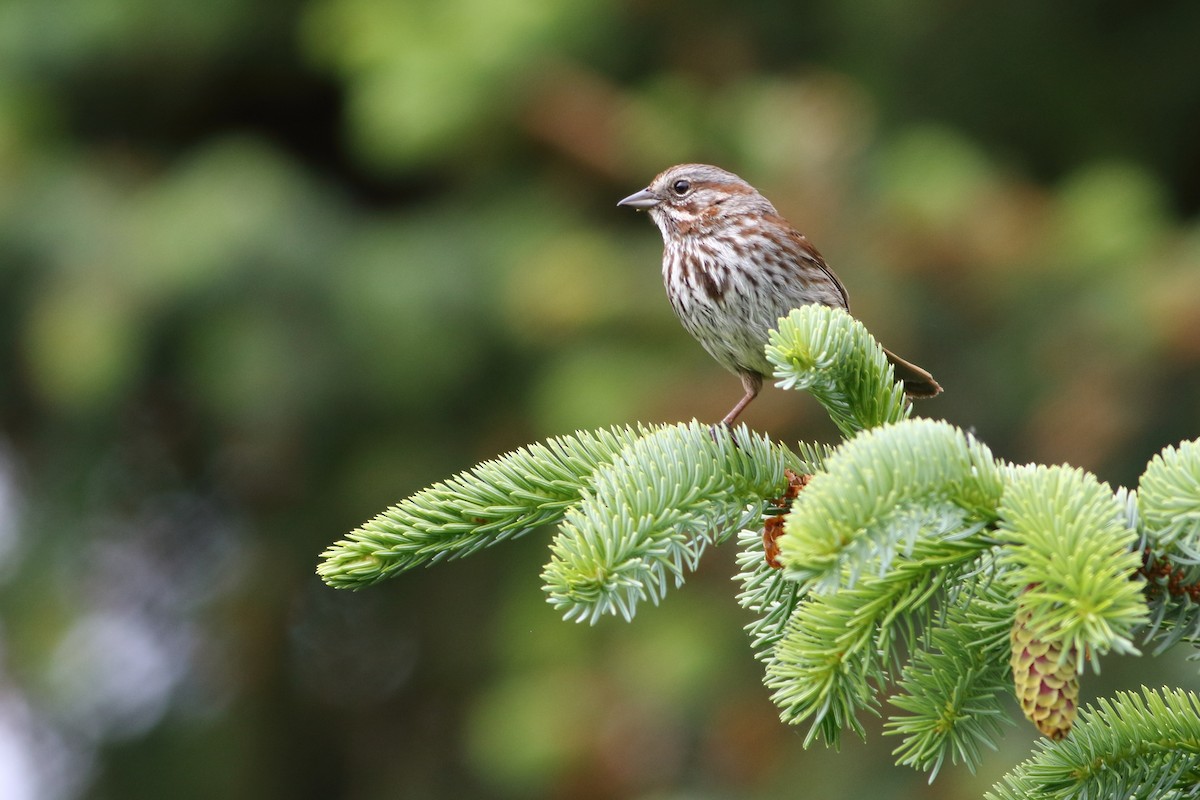 Song Sparrow - Dominique Genna