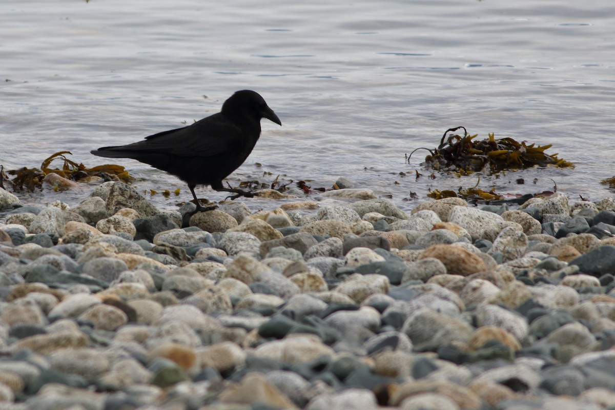 American Crow - ML242471691