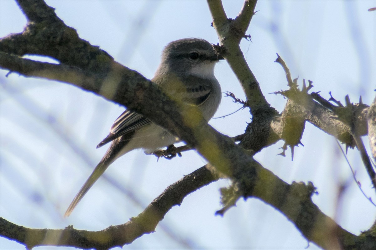 Suiriri Flycatcher - Claudio Martin