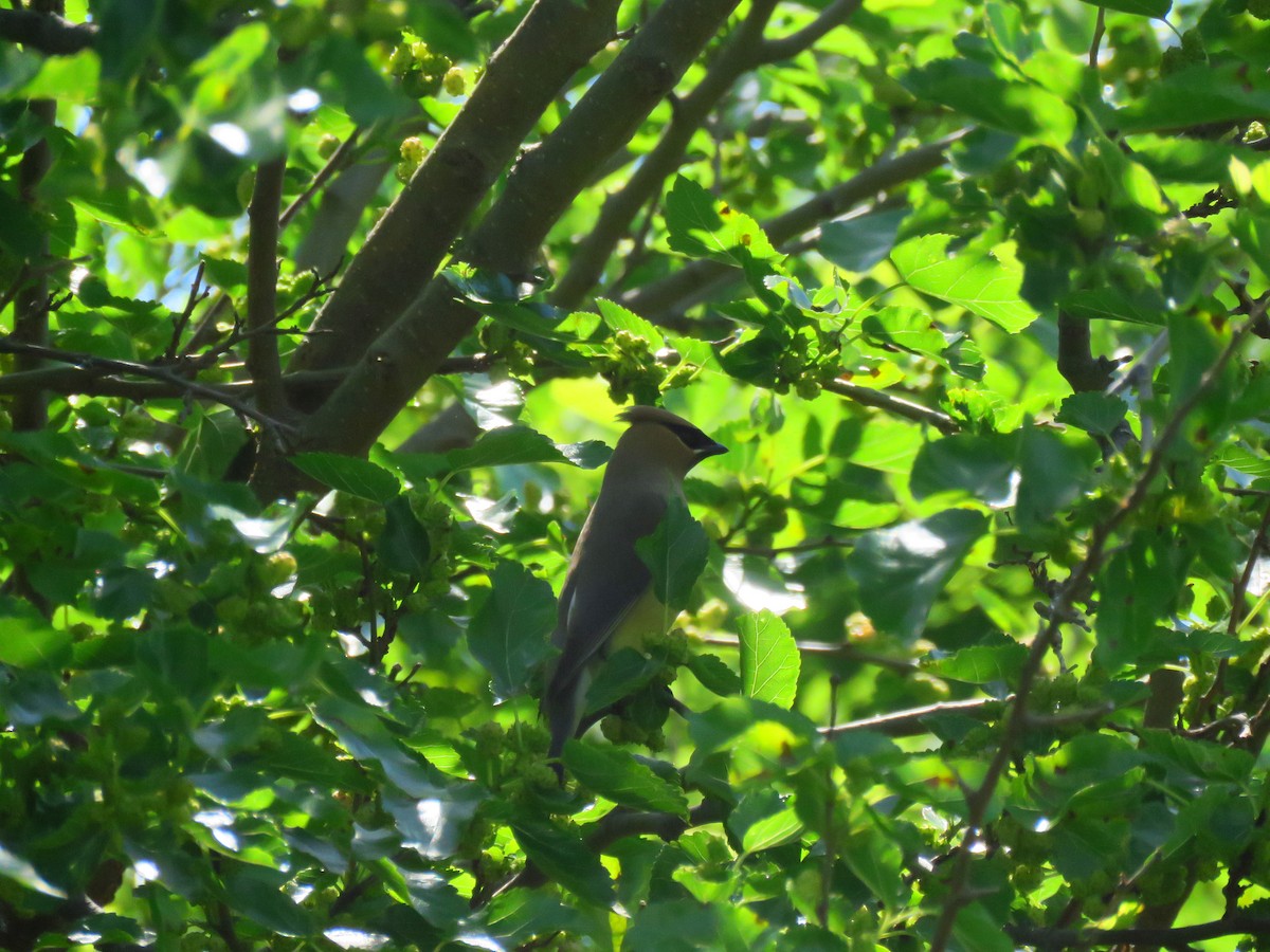 Cedar Waxwing - ML242472221