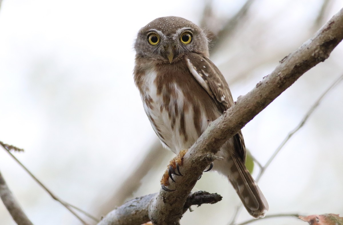 Colima Pygmy-Owl - Eric Antonio Martinez