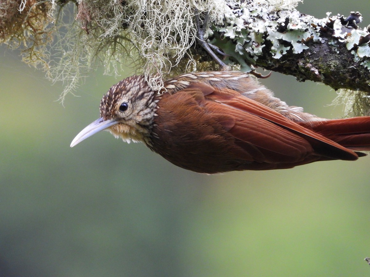 Spot-crowned Woodcreeper - Jessy Lopez Herra