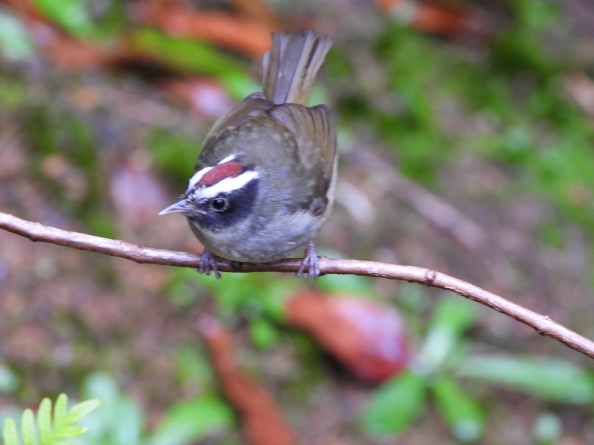 Black-cheeked Warbler - ML242474281