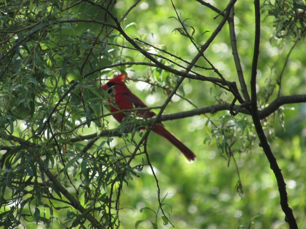 Cardinal rouge - ML242474571