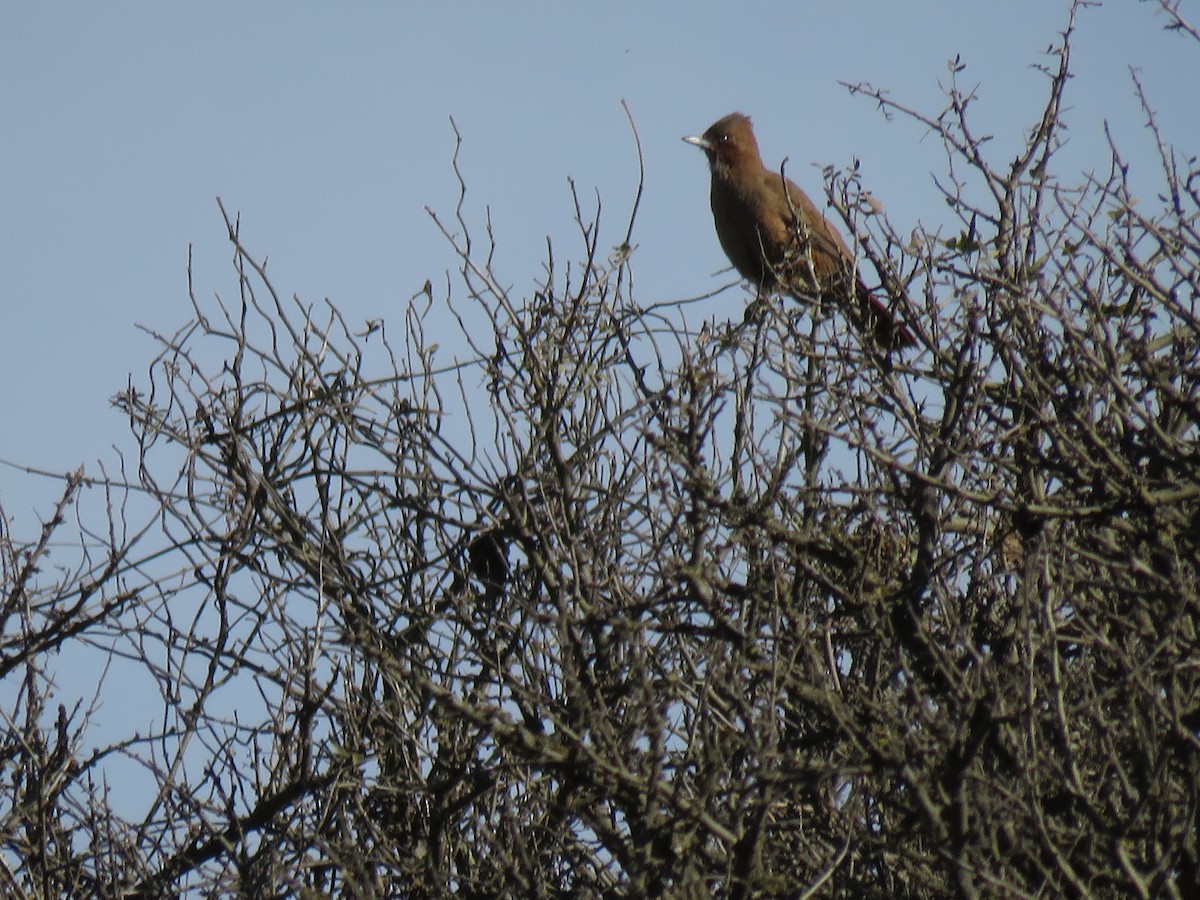 Brown Cacholote - Joaquin Yako Valentinuzzi