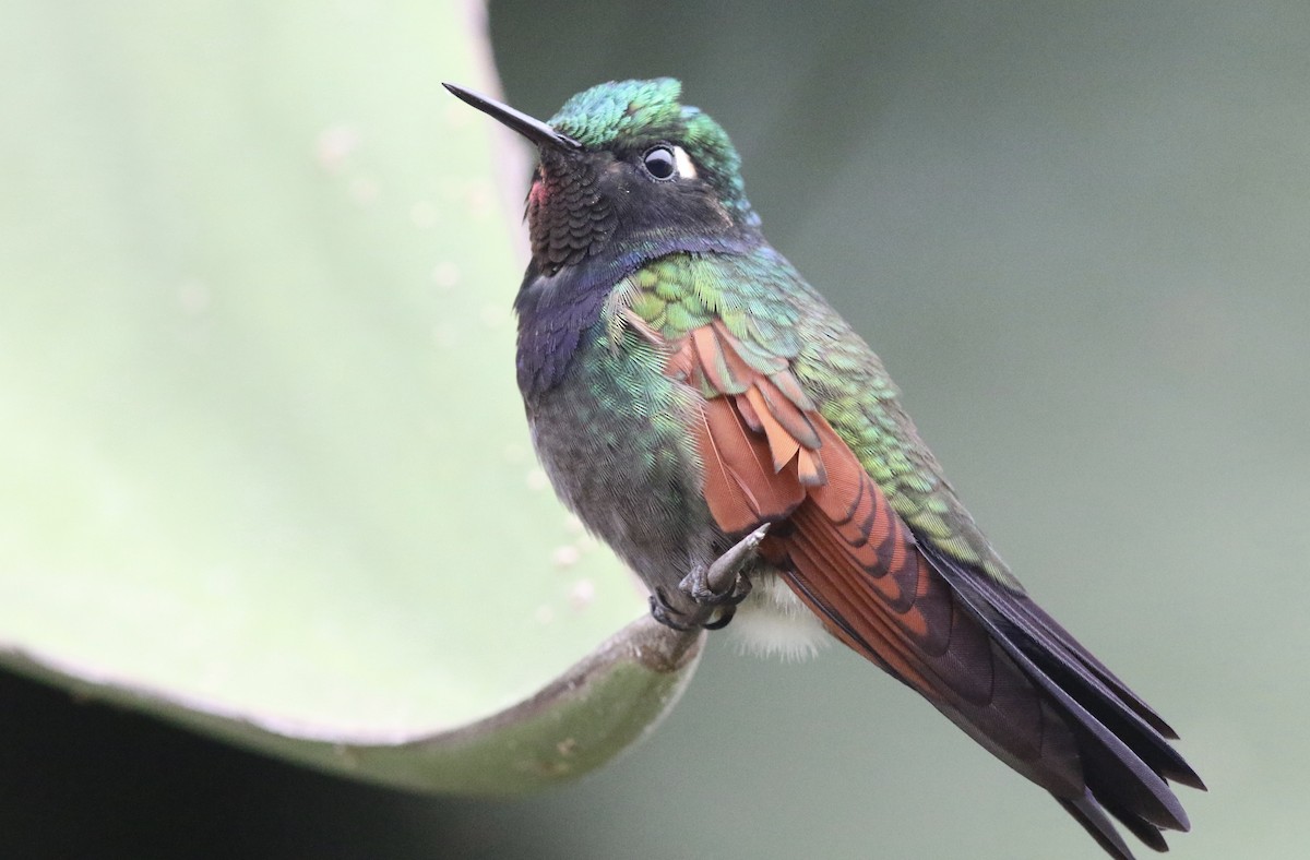 Garnet-throated Hummingbird - Eric Antonio Martinez