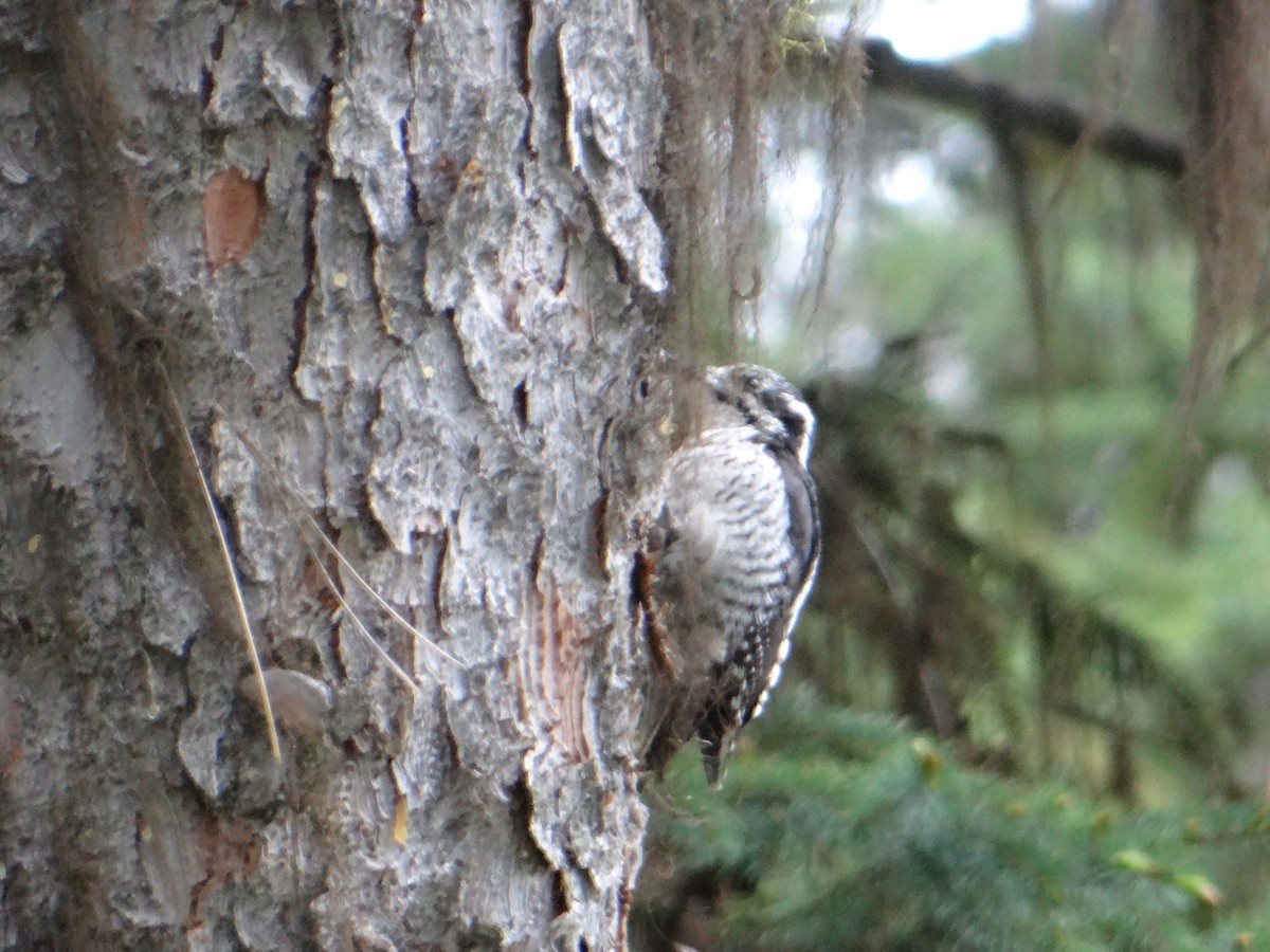 American Three-toed Woodpecker - Carl Lundblad