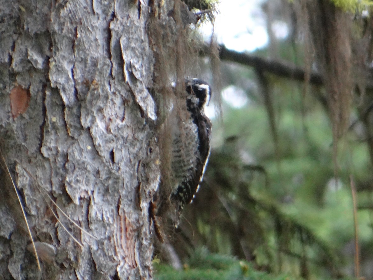 American Three-toed Woodpecker - Carl Lundblad