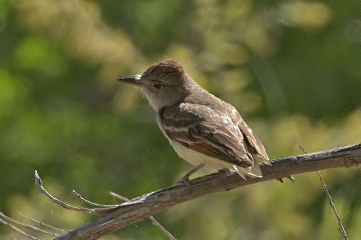 Ash-throated Flycatcher - ML242476611