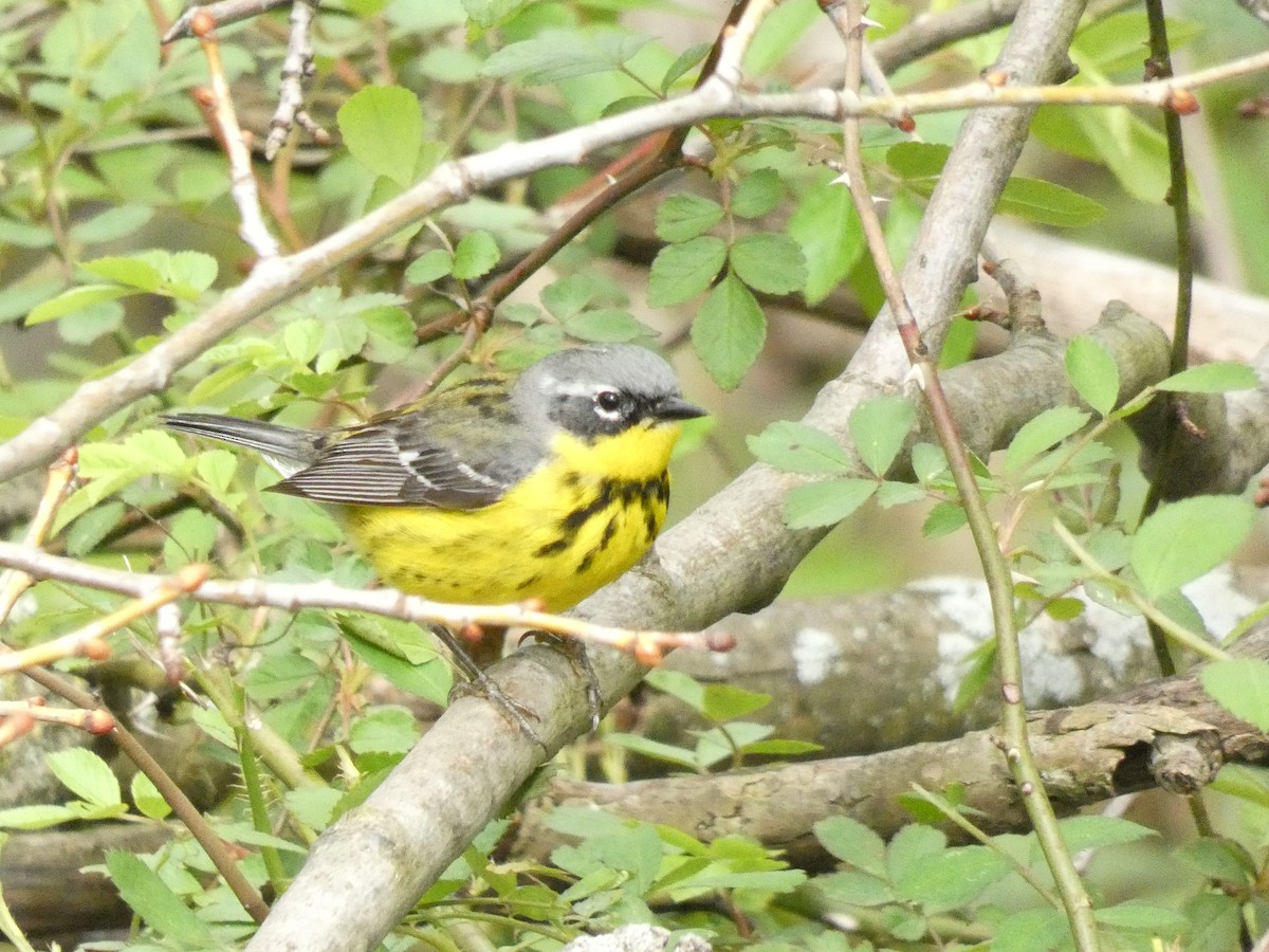 Magnolia Warbler - ML242479071