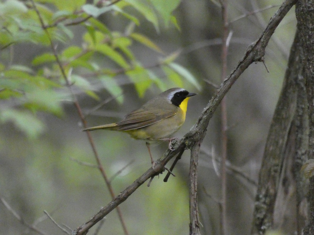 Common Yellowthroat - ML242479961