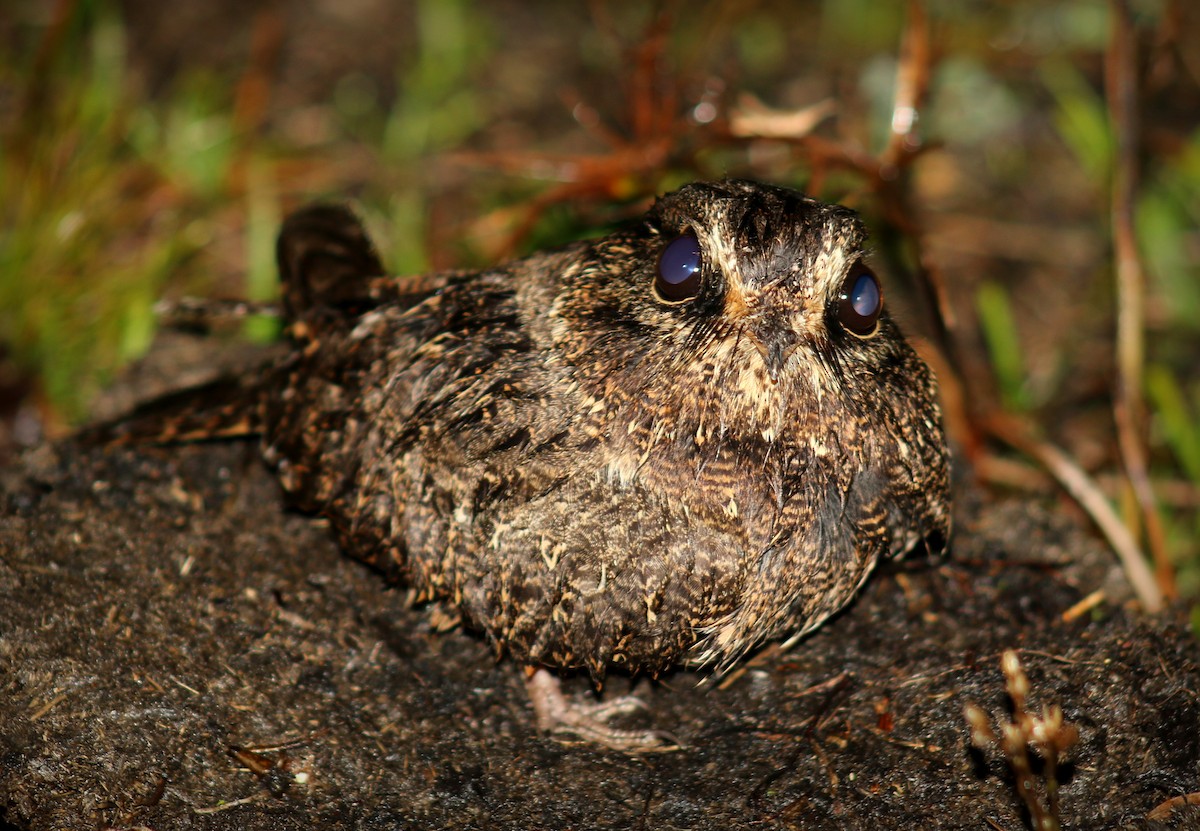 Sickle-winged Nightjar - Alexandre  Bianco