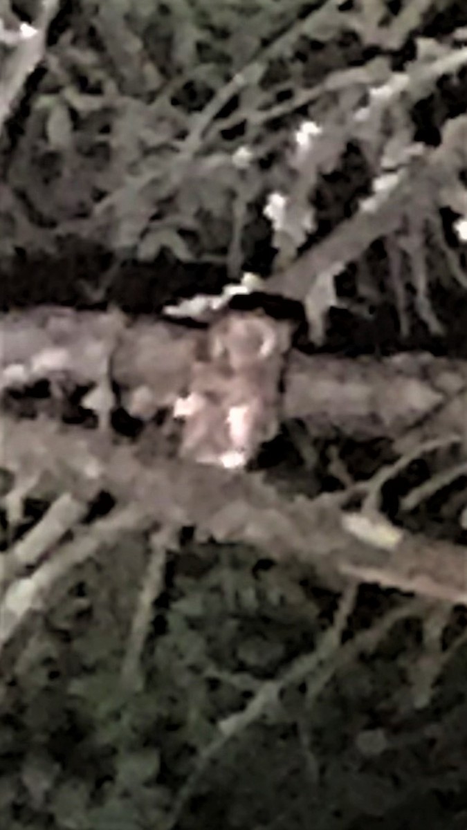 Eastern Screech-Owl - ML242484391