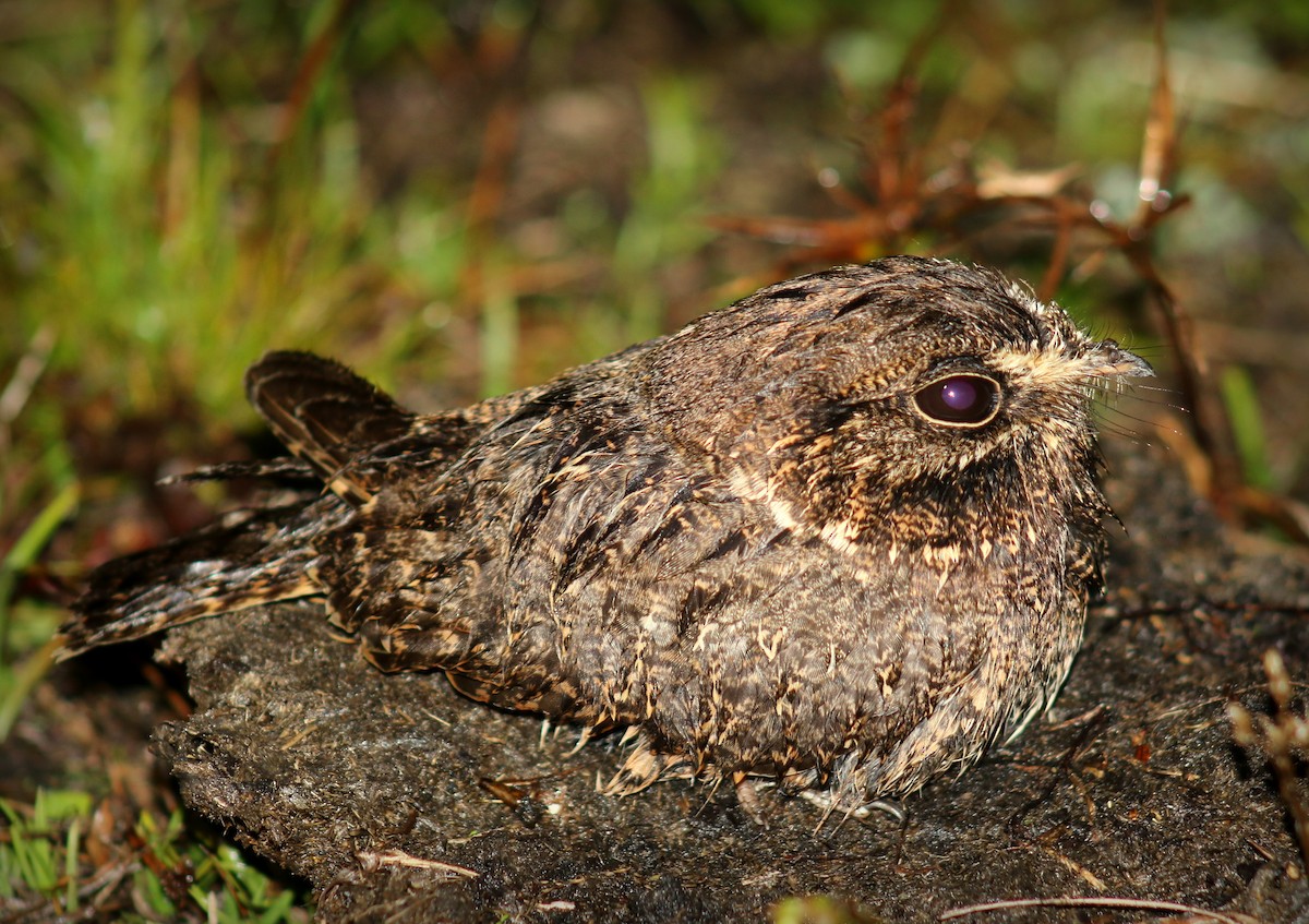 Sickle-winged Nightjar - ML242484411