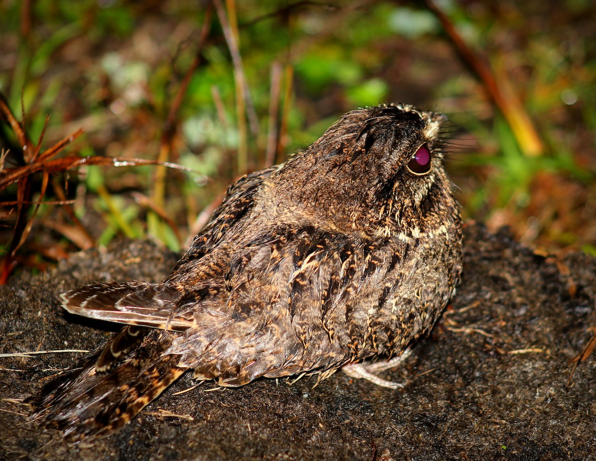 Sickle-winged Nightjar - ML242484441