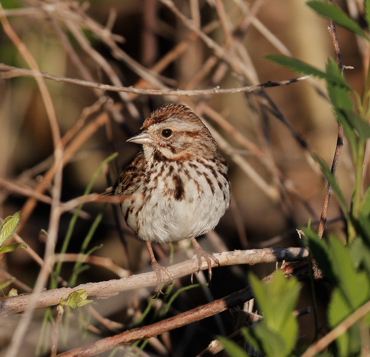 Song Sparrow - ML242484741