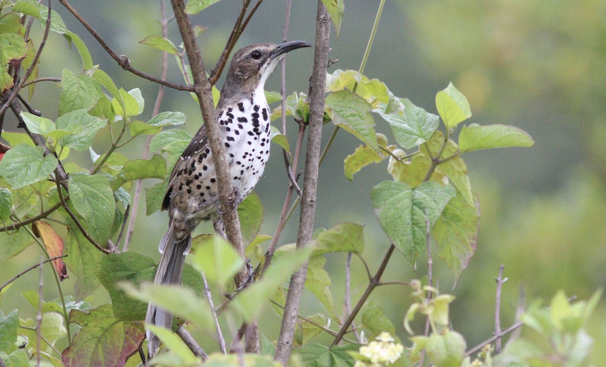 Ocellated Thrasher - ML242484751