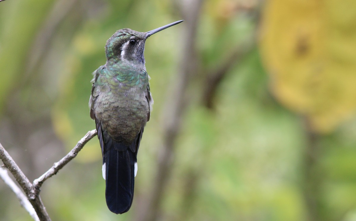 kolibřík blankytohrdlý - ML242484781