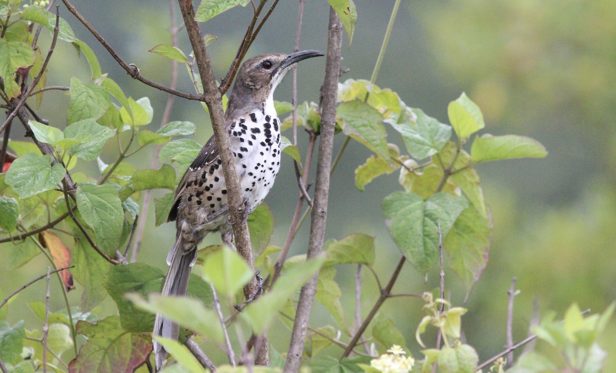 Ocellated Thrasher - ML242484921