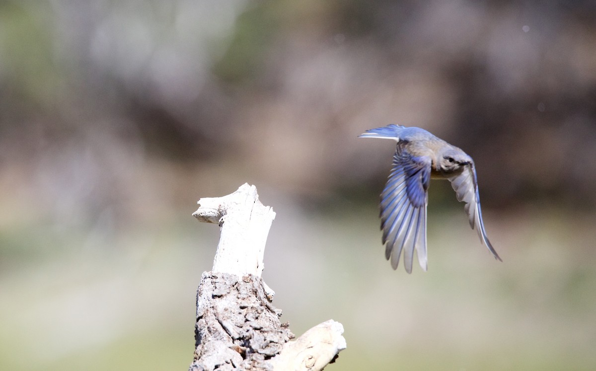 Western Bluebird - ML242485061