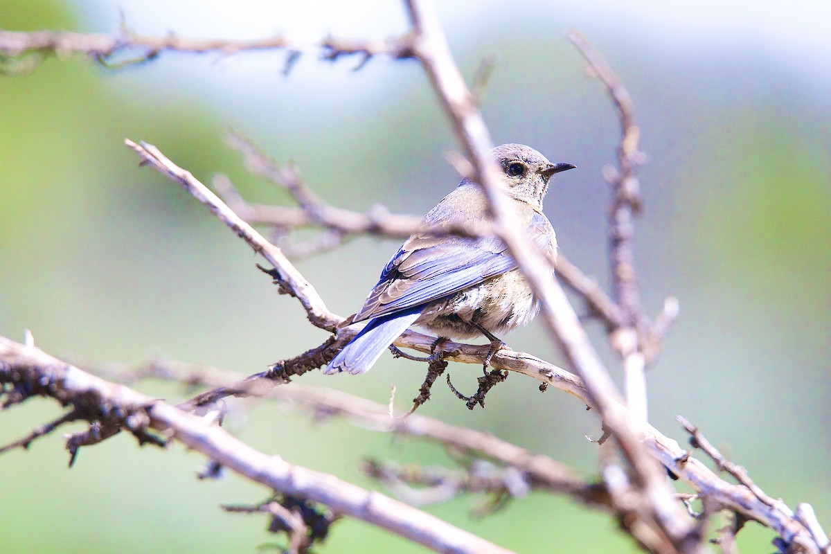 Western Bluebird - ML242485101