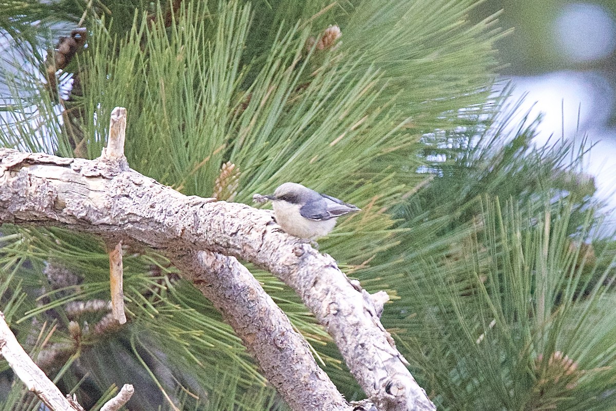 Pygmy Nuthatch - ML242485421