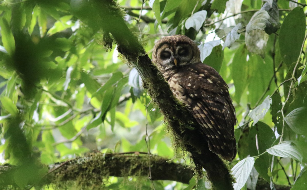 Fulvous Owl - ML242486951