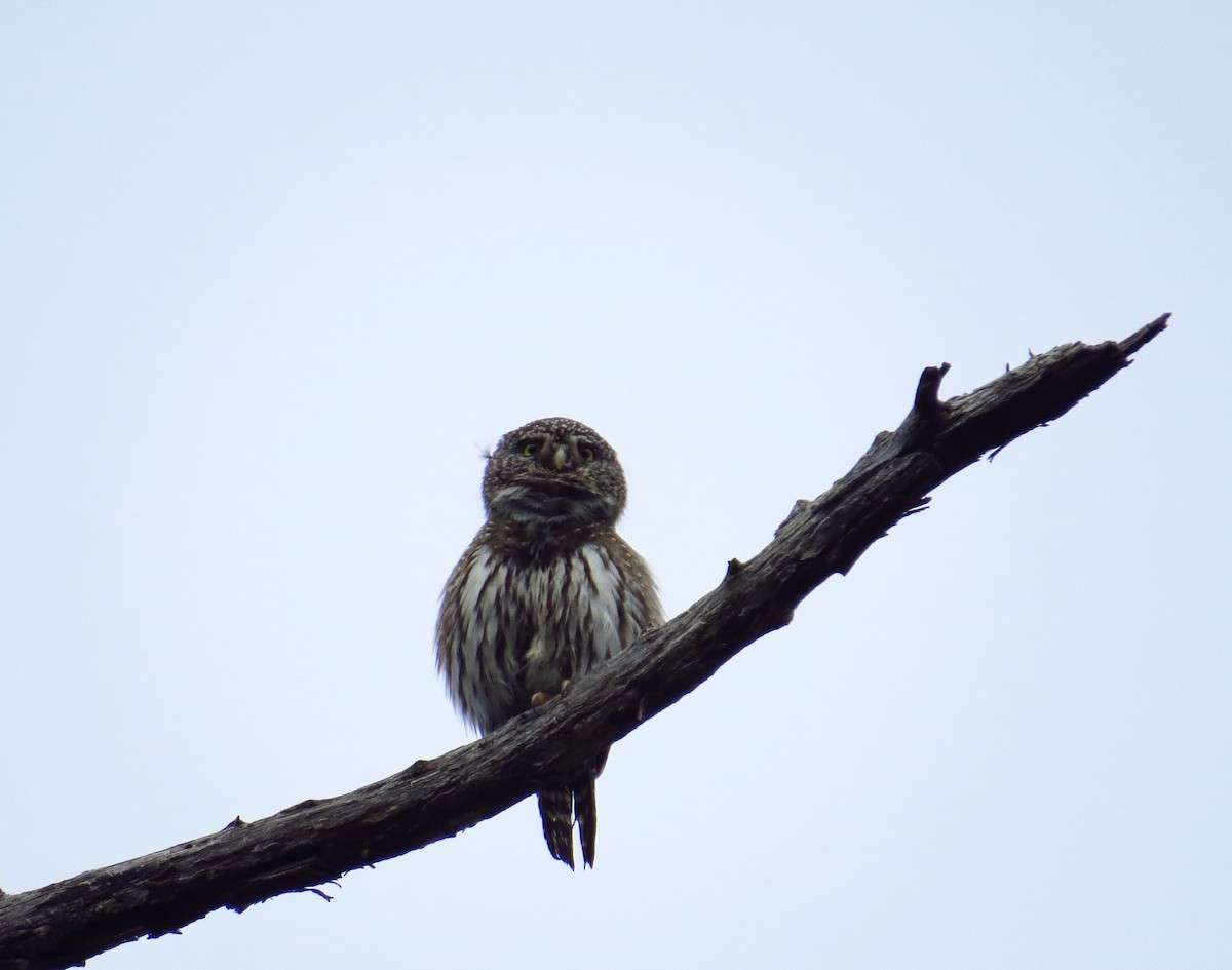 Northern Pygmy-Owl - ML242488781