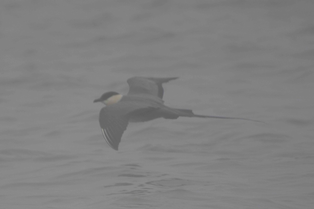 Long-tailed Jaeger - ML242489041