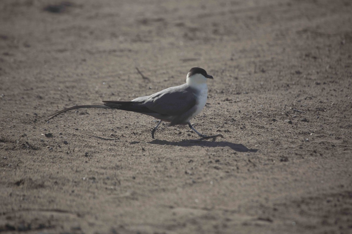 Long-tailed Jaeger - ML242489051