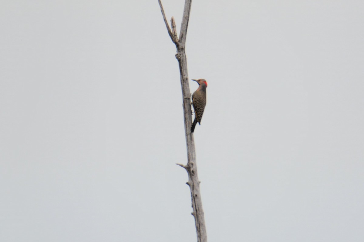 Northern Flicker - ML242489261