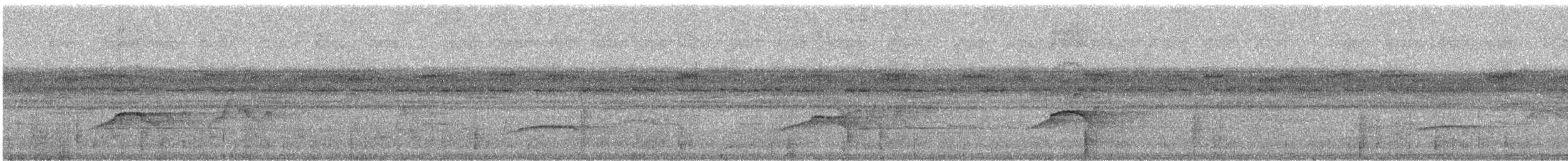 Sarı Telekli Yassıgaga (obscuriceps) - ML242490