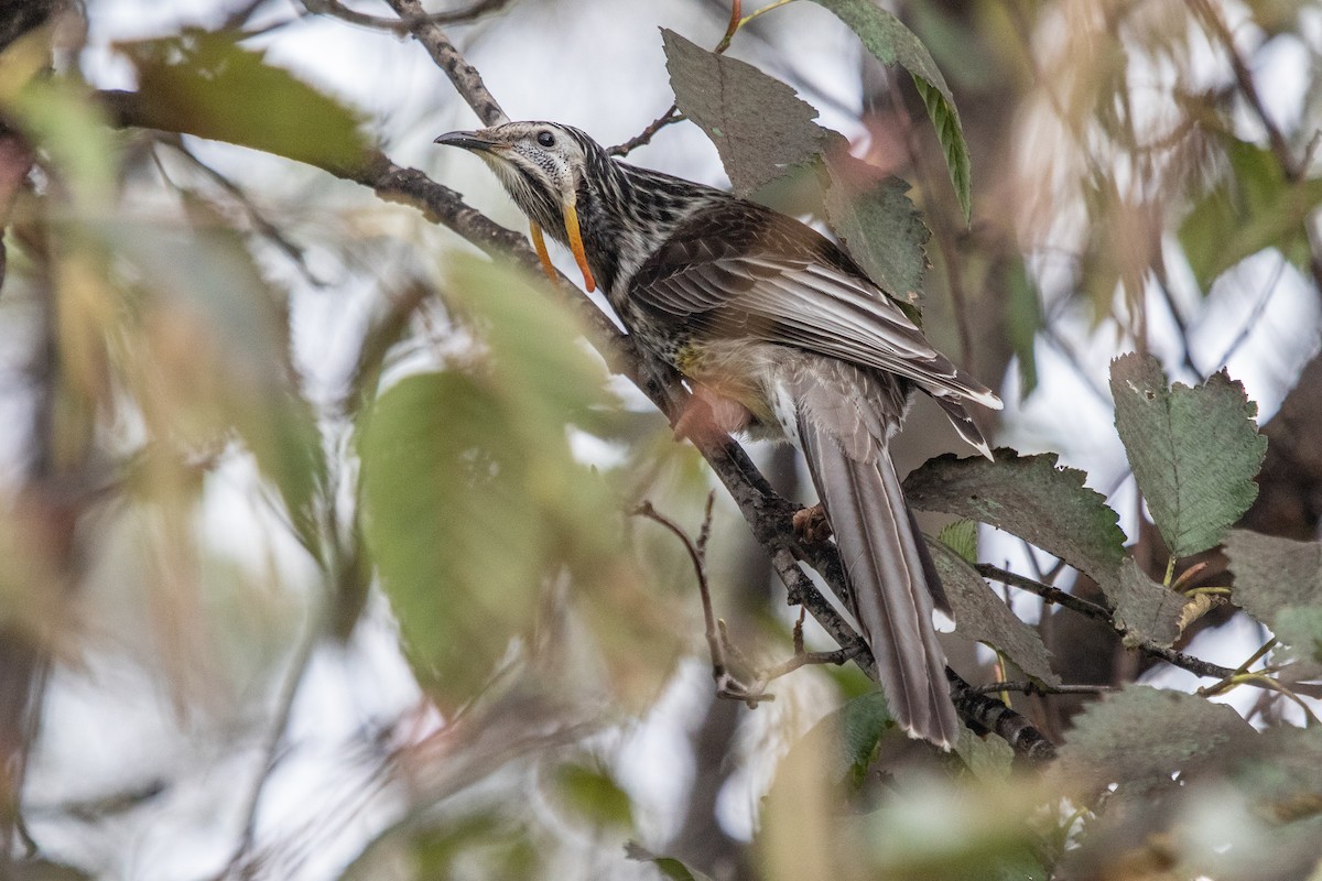 Yellow Wattlebird - ML242490611